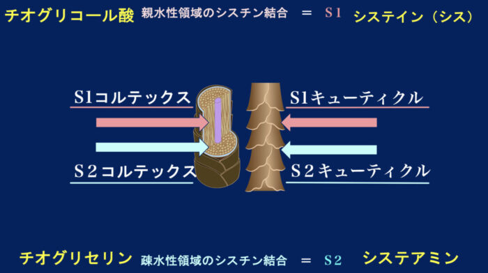 パーマ薬剤・チオ・シス・システアミン・チオグリセリン・GMT・スピエラ