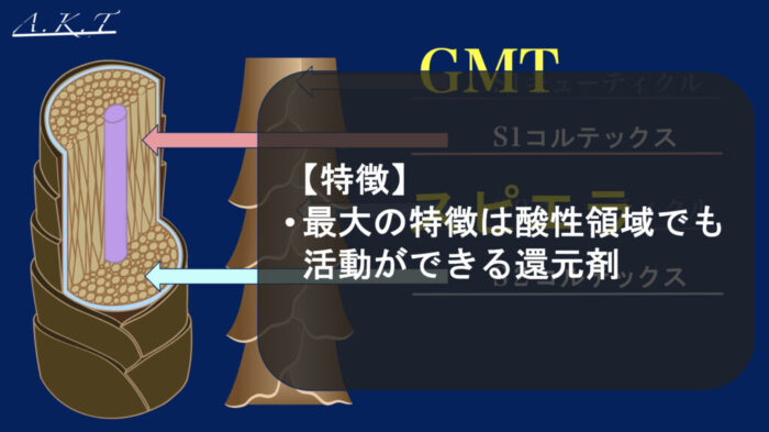 パーマ薬剤・チオ・シス・システアミン・チオグリセリン・GMT・スピエラ