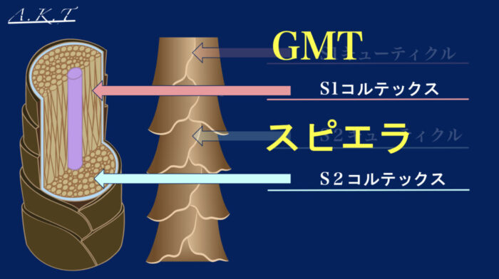 パーマ薬剤・チオ・シス・システアミン・チオグリセリン・GMT・スピエラ