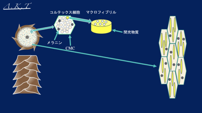 S-S結合・クリープパーマ　イメージ
