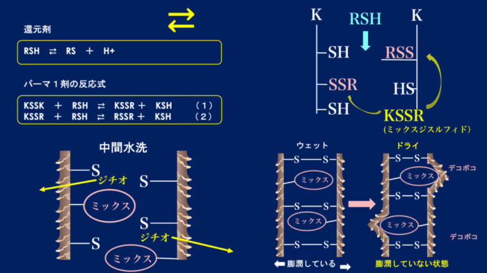 パーマネントウェーブ処理におけるチオグリコール酸還元後の水洗による毛髪内ジスルフィド架橋の再生機構・パーマ2液・中間水洗・架橋・酸化とは？