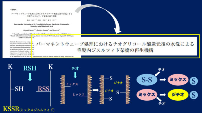 パーマネントウェーブ処理におけるチオグリコール酸還元後の水洗による毛髪内ジスルフィド架橋の再生機構・パーマ2液・中間水洗・架橋・酸化とは？
