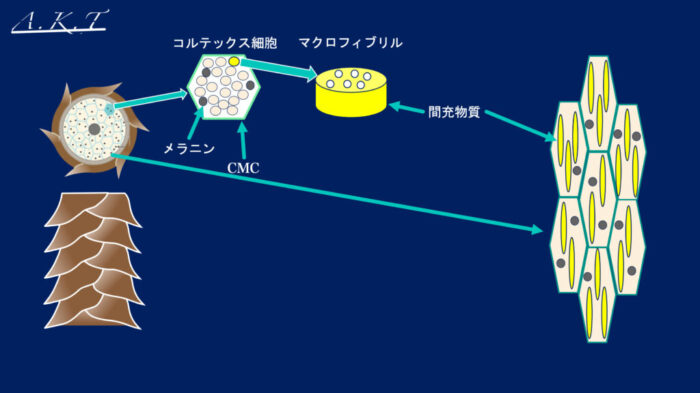 パーマネントウェーブ処理におけるチオグリコール酸還元後の水洗による毛髪内ジスルフィド架橋の再生機構・パーマ2液・中間水洗・架橋・酸化とは？