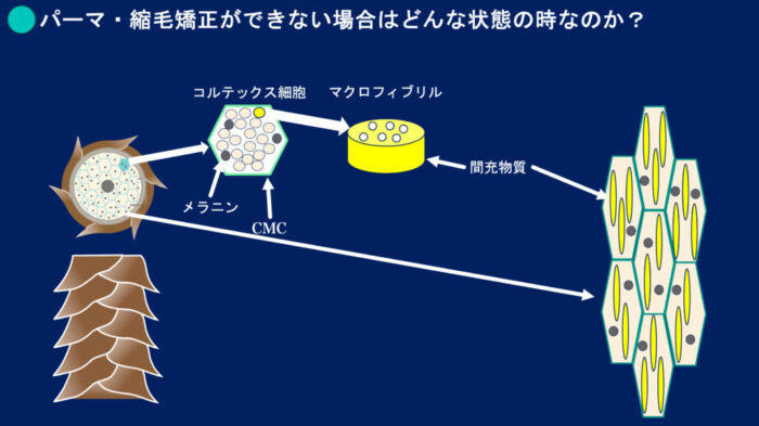 ブリーチパーマかけられる？ダメージの見方・かけ方・ブリーチからパーマしたらどうなる？ ブリーチした髪でもパーマはかけられますか？ ブリーチをするとパーマがかけられないのはなぜ？ パーマをかける時にどんな薬を選んでいけばいいのか分からない