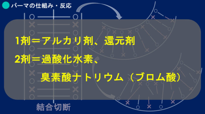 ブリーチパーマかけられる？ダメージの見方・かけ方・ブリーチからパーマしたらどうなる？ ブリーチした髪でもパーマはかけられますか？ ブリーチをするとパーマがかけられないのはなぜ？ パーマをかける時にどんな薬を選んでいけばいいのか分からない
